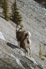 Wild goats in British Columbia climbing Rocky Mountains