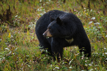 Obraz na płótnie Canvas Black bear in Alaska wilderness feeding himself