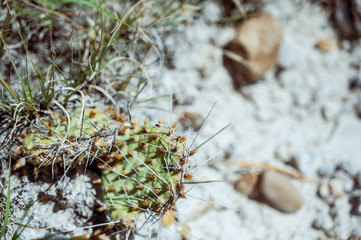 Cactus at Buffalo Gap Nation Grassland, Railroad Butte, South Dakota