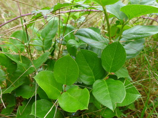 Salal Plant Closeup in Fall