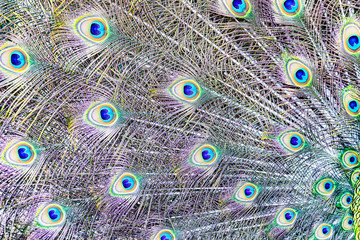 Multi-colored, iridescent feathers of the peacock's tail