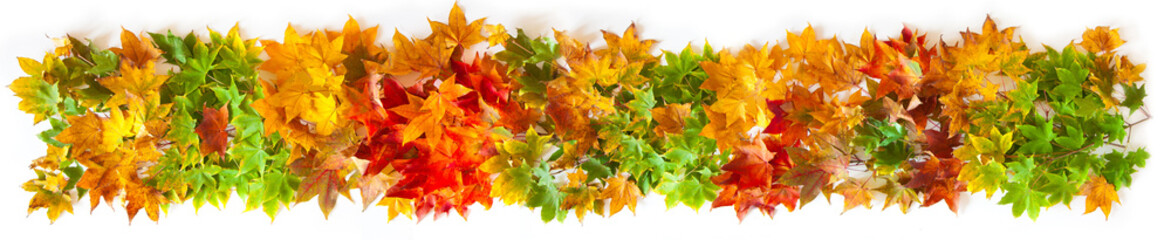 Autumn long background with red, yellow, orange maple leaves