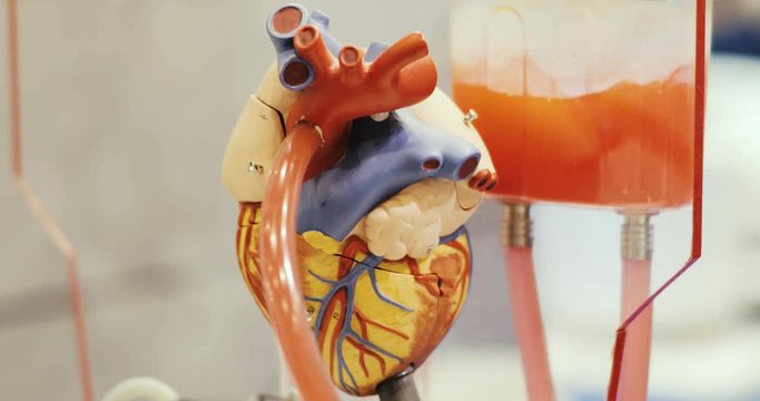 Clinical trials study of a functioning robotic model of the heart in the clinic. Toy 3d model of the heart exhibit with tube through which liquid flows and circulating. Educational anatomical object.
