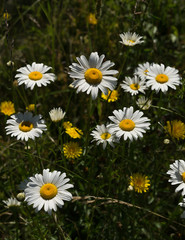 Fototapeta premium ox eye daisy