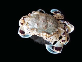 Obraz premium Colorful sea crab on white background