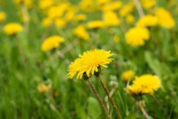 yellow dandelions on the field with green grass spring time