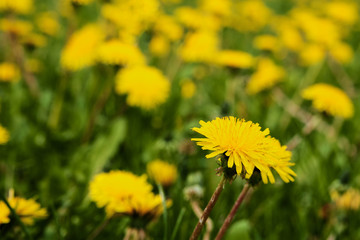 dandelion yellow flowers in the spring on the field