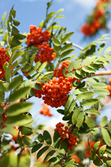 Sorbus sibirica. Rowan, bright berries on the tree. Rowan in the sun