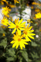 Jerusalem artichoke, bright yellow flowers in daylight.