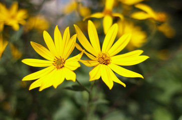 Jerusalem artichoke, bright yellow flowers in daylight.