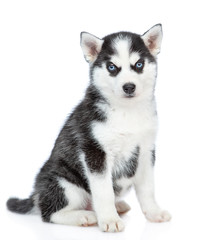 Siberian Husky puppy sitting in side view and looking at camera. isolated on white background