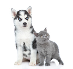 Obraz premium Siberian Husky puppy and british kitten looking away and up together. isolated on white background