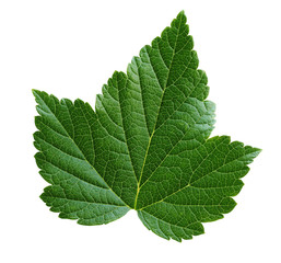 Fototapeta na wymiar green currant leaf isolated on white background.