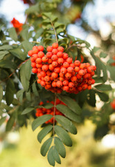 Sorbus sibirica. Rowan, bright berries on the tree. Rowan in the sun