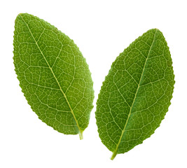blueberry leaves isolated on white background.