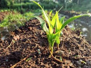 seedlings growing in soil