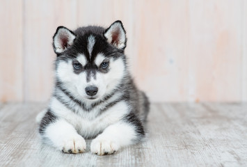 Siberian husky puppy lies on the floor at home. Empty space for text © Ermolaev Alexandr