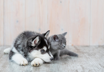 Siberian husky puppy lies with a gray british kitten at home and looking away on empty space