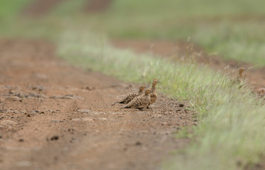 Chestnut-bellied Sandgrouse seen at Mayureshwar Wildlife sanctuary,Maharashtra,India