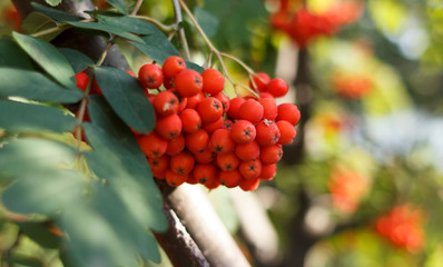 Sorbus sibirica. Rowan, bright berries on the tree. Rowan in the sun