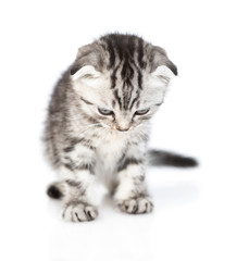 Tabby kitten standing in front view and looking down. isolated on white background