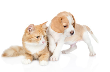 Beagle puppy and red tabby cat looking away on empty space. isolated on white background