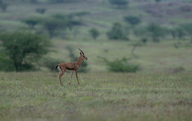 Chinkara aka India Gazelle seen at Mayureshwar Wildlife sanctuary,Maharashtra,India