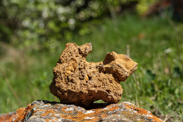 a strange stone in the shape of an animal on the background of green forest