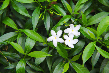 Fresh white sampaguita jasmine flowers blooming in garden background top view