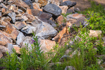 The fox at the den, Лиса у логова