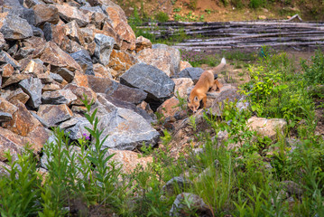 The fox at the den, Лиса у логова