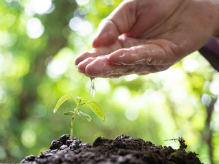 human hands holding fresh seedling on blur background.