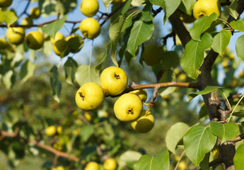 Yellow apples on orchard farm closeup on tree branch