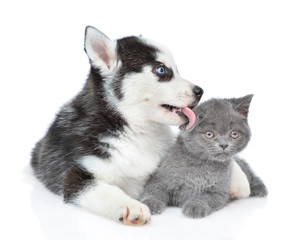 Siberian Husky puppy embracing and licking british kitten. isolated on white background