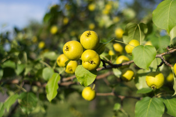 Yellow apples on orchard farm closeup on tree branch