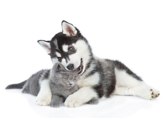 Fototapeta premium Playful Siberian Husky puppy embracing kitten and chews her ear. isolated on white background
