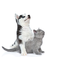 Siberian Husky puppy hugging british kitten and looking up. isolated on white background