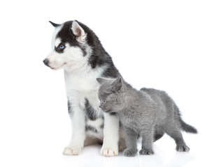Siberian Husky puppy and british kitten looking away together. isolated on white background