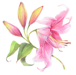 Floral composition of lily flowers. Hand painted watercolor illustration. 