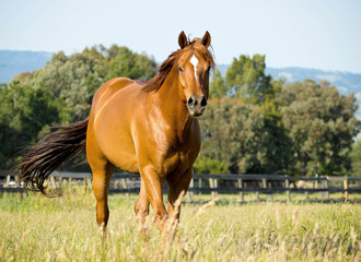 Quarter Horse gelding 