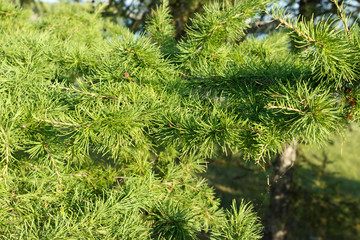 Bright green fluffy branches of larch tree .