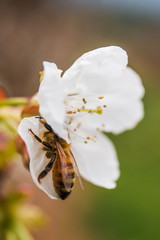 A bee on white sakura flower (macro photography) in Australia
