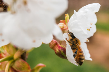 A bee on white sakura flower (macro photography) in Australia