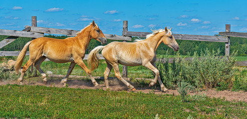 Obraz na płótnie Canvas A horse runs on a paddock on a farm in the summer.