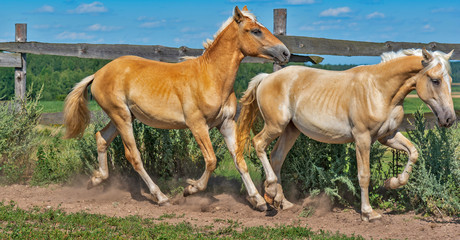 Naklejka na ściany i meble A horse runs on a paddock on a farm in the summer.