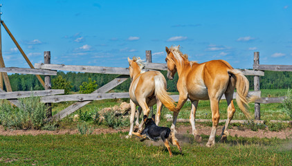 A horse runs on a paddock on a farm in the summer.