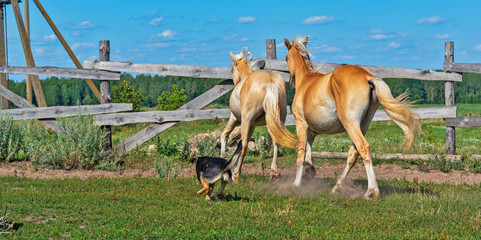 A horse runs on a paddock on a farm in the summer.