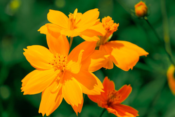 Beautiful yellow flowers in the garden,Flowers,Yellow flowers