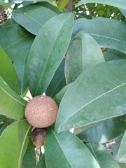 New fruit with green leaves on naseberry tree