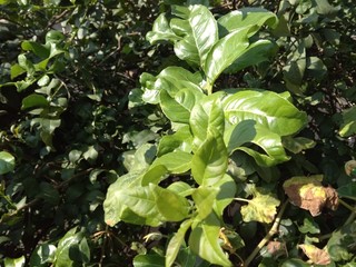 green plants of lemon fruits in the garden